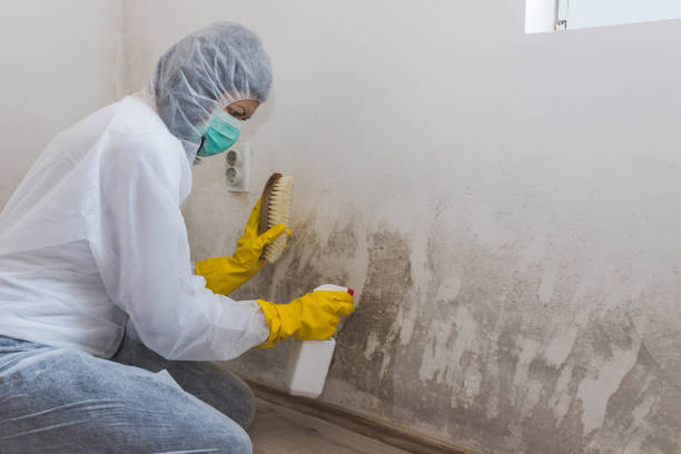 Best Attic Mold Removal  in Western Springs, IL