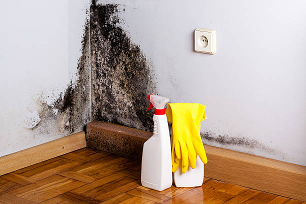 Best Mold Testing  in Western Springs, IL